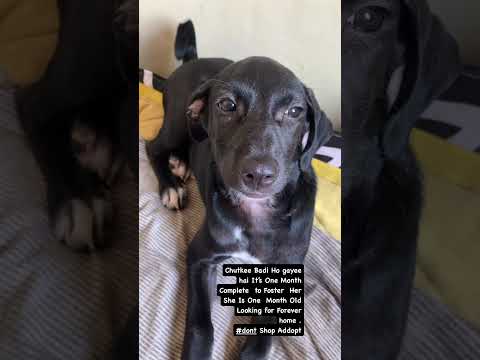 #dontshop_pleaseadopt