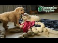 Golden Retriever dogs for sale: Lily - Video 1