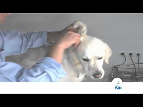 comment nettoyer les oreilles d'un chien