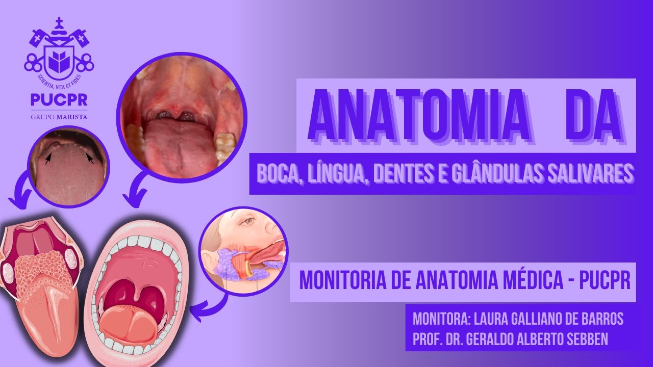 Boca, Língua, Dentes e Glândulas Salivares - Monitoria de Anatomia Médica II PUCPR