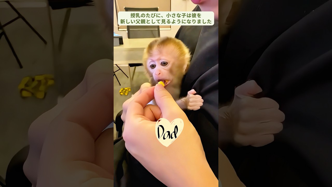 男性が赤ちゃん猿を見つけ、愛情のある家を与えた #猿 #子猿 #猿救助 #猿感動 #猿動画