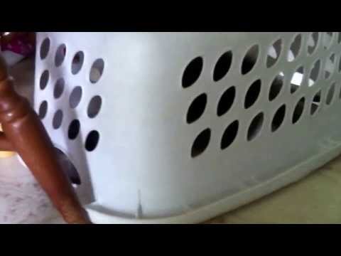 Kitty moving laundry basket