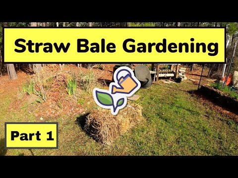 Straw Bale Gardening Part 1