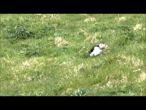 Puffins and Paddle Steamers Hebrides May 2014