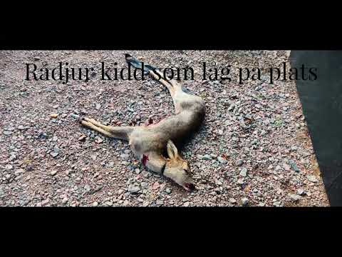 Drevjakt i Småland och Älvdalen