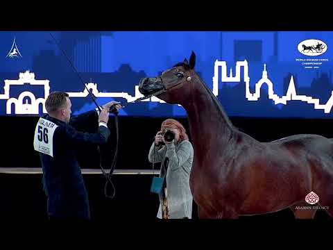 N 56 BELLADONNA AT   World Arabian Horse Championship 2021   PARIS   Senior Mares Class 3A