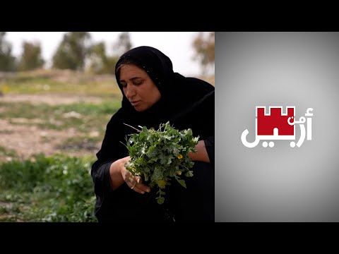 شاهد بالفيديو.. من أربيل - نباتات برية ضيف دائم على موائد سكان إقليم كردستان