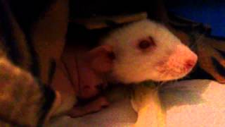 Download lagu RatPack - Alegoria wcina cykorke mp3