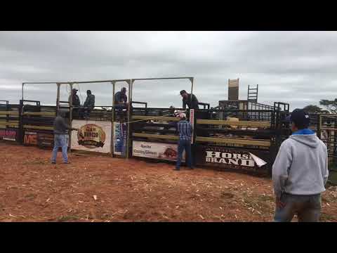 Touro nativo cia de rodeio garbelini Éder