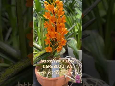 スローガーデニング、ケサコ？ 2023年、穏やかに楽しくガーデニングをするための「スローガーデニング」5原則  庭園