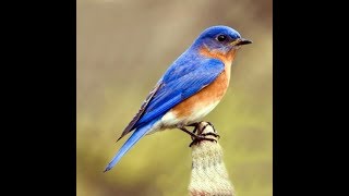 Bluebird