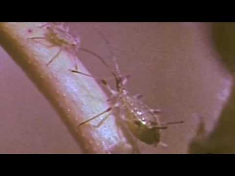 Die Blattlaus als Pflanzenschädling