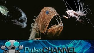 TOP 10 Animales Abisales || Criaturas de las profundidades ||