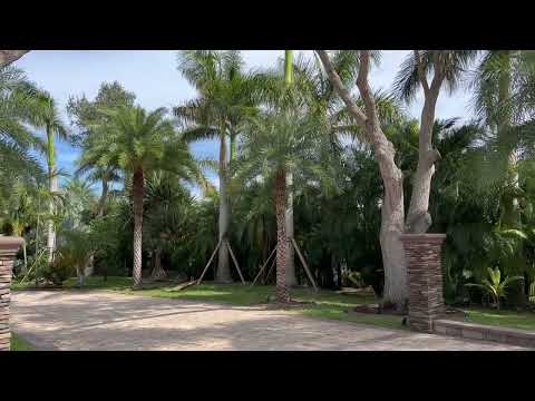 Royal Palms Planting/Large Trees and Palms Planted and Guaranteed/The Tree Planters