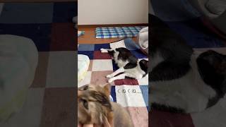 数分後に爪を切られる猫 #shorts