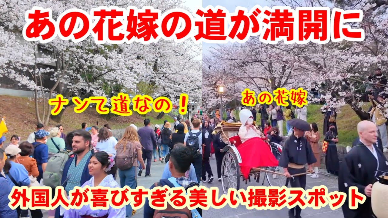 3/30(月)あの花嫁の道が満開に！外国人が喜びすぎる美しい撮影スポット「ねねの道」