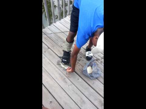 Fishing For Tilapia In Flordia !!
