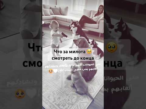 Ну что за милота ☺️🥹🥹 смотреть до конца #cat #funny #cute #собака #animals  #memes #dogs #pets