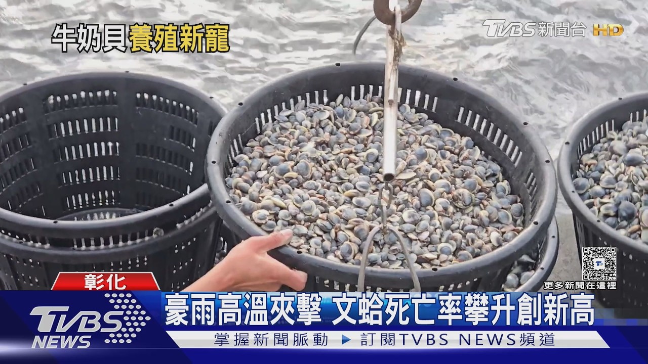 文蛤死亡率太高養不活!業者花5年找到「完美替代品」翻身