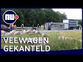 Varkens lopen los op snelweg na ongeluk in Drenthe | NU.nl