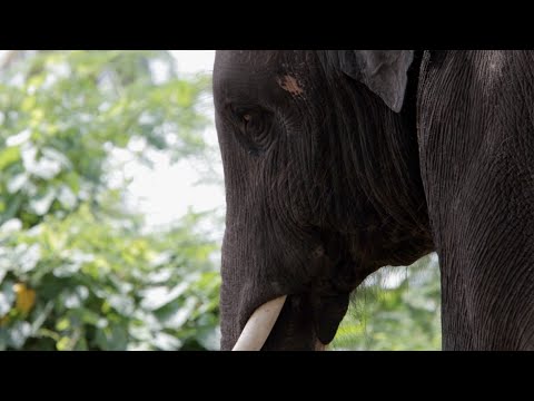 Long-Lived Mammals Hold Genetic Secrets of Aging