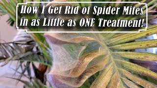 Long Lasting Spider Mite Solution! How to Get Rid of Spider Mites