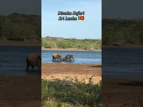 Dinuka Safari Sri Lanka 🇱🇰 Yala National park book now📲+94741003585 www.dinukasafari.com #yalasafari