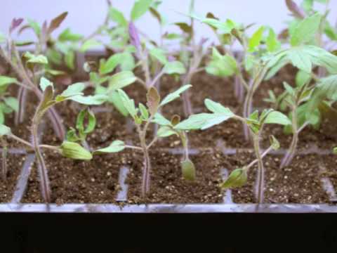 image-What is best for growing tomatoes?