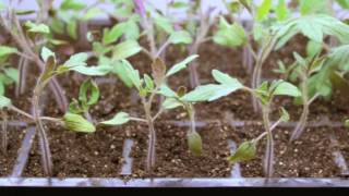 Step by Step: 🍅 How To Grow Tomatoes from Seed | Gardener