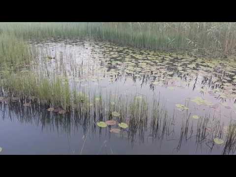 Sadakatul fitr - Semir Dreic