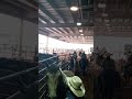 pony express cowboy of color rodeo