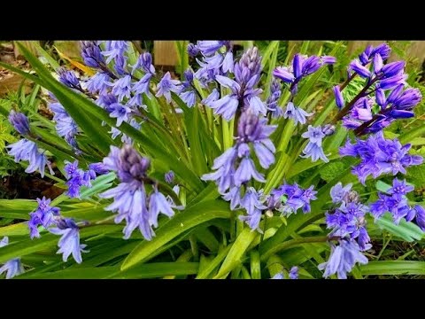 How To Grow Bluebells Hyacinth At Home Garden, Bluebells The Flowers Of May