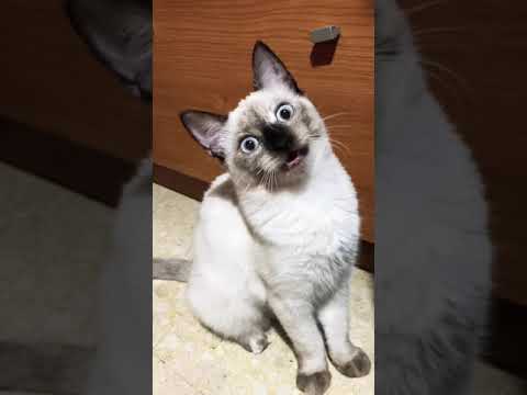 Humor gatos: En donde dormiré yo?