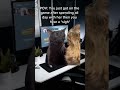 cat zoning out meme #shorts #meme #memeshorts #memeshorts