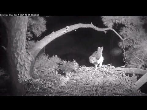 Great Horned Owls Arrive For Midnight Prey Delivery In Savannah, Georgia – Oct. 1, 2021
