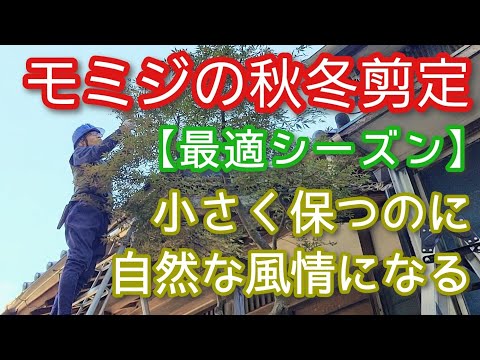イロハモミジを地植えや鉢に植える時期と方法は？ビデオによる説明  庭園