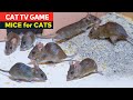 Cat Games Rat Mice For Cats To Watch Mouse Videos For Cats To Watch