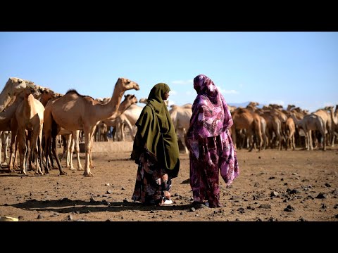 Mit Kamelen aus der Armut