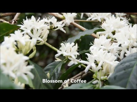 download lagu mp3 mp4 Is Sumatra Coffee Arabica Or Robusta, download lagu Is Sumatra Coffee Arabica Or Robusta gratis, unduh video klip Is Sumatra Coffee Arabica Or Robusta