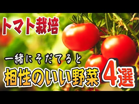 トマトの隣にどの花を植えますか?良い植物の組み合わせ  庭園