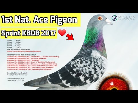 Racing Pigeon Belgium : Best Kittel  Champion of Champions .