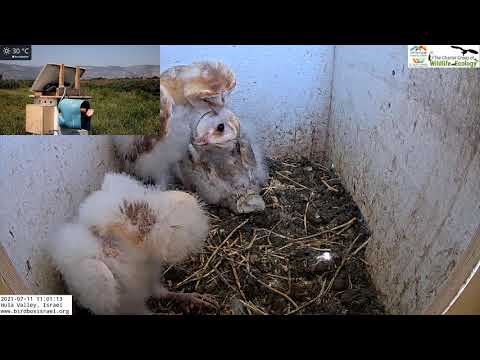 Babies preening each other, how cute. Barn Owl Israel Cam 4|תנשמות| 11.7.21