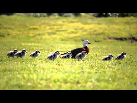 Reiki 3 Minute Timer with Sounds of Nature - Gentle Stream Sounds + 24 x 3 minute Tibetan Bell Timer