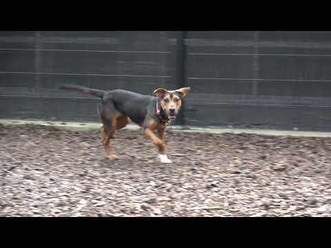 Holli, an adopted Hound Mix in Friday Harbor, WA_image-1