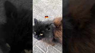 通り雨の後に会えた #ドイツ留学 #猫 #cat #ドイツ生活