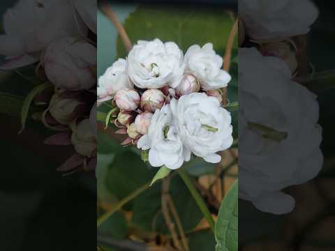 Mysore (chendu) Malli Flower Plant 🌿#beautiful#mysore#malli#flowers#plants#love#nature#garden#shorts