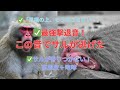 サルを寄せつけない最強の音 トラの咆哮 超音波で1時間撃退 Monkey Repellent S