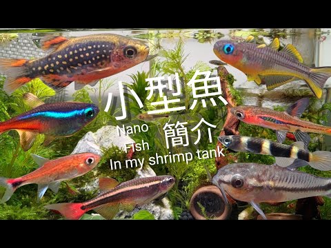 燈魚種類