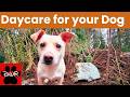 ‍ Daycare For Your Dog Dogs Can T Resist This Video ‍