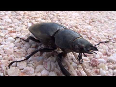 European Stag Beetle Scientific Name: Lucanus cervus (Lucanidae)